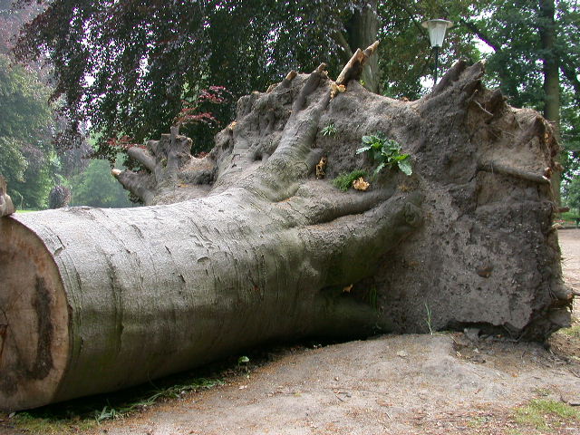 I grandi Funghi: La crescita di Meripilus giganteus